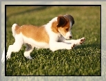 zielona, P�ochacz holenderski, s�odki, Kooikerhondje, trawa